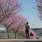 Mandelblüte