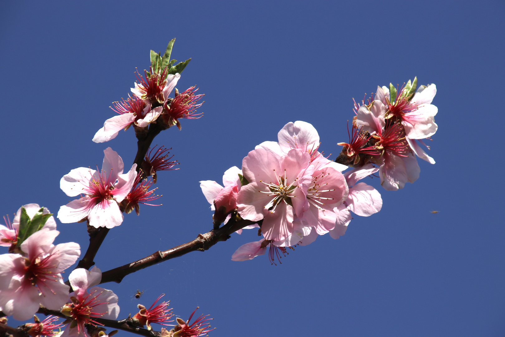 Mandelblüte