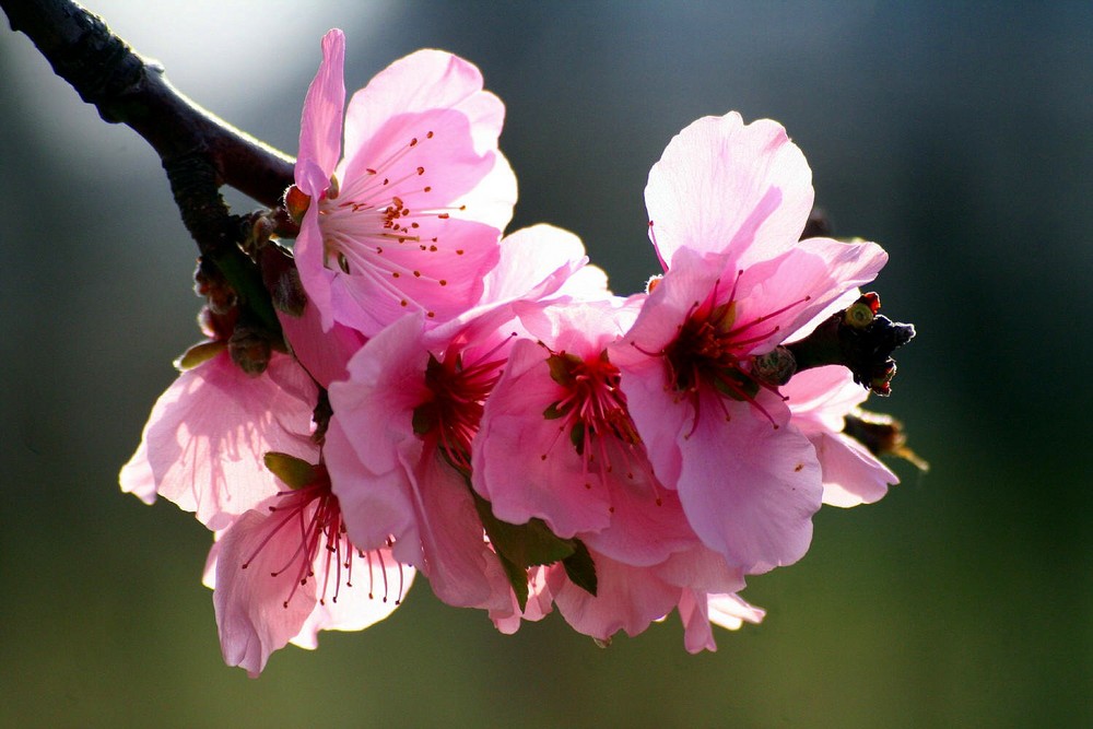 Mandelblüte