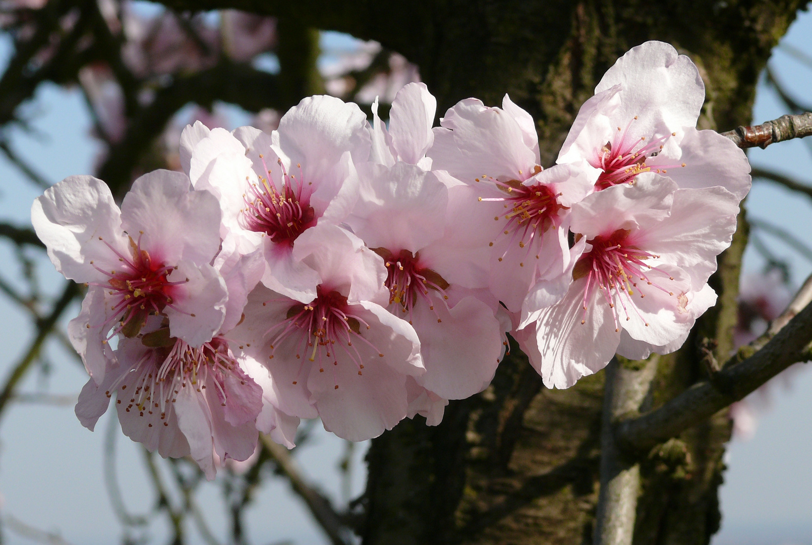 Mandelblüte