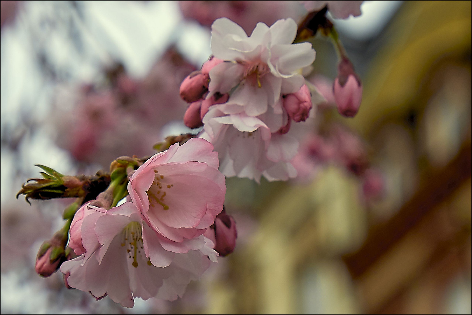 Mandelblüte