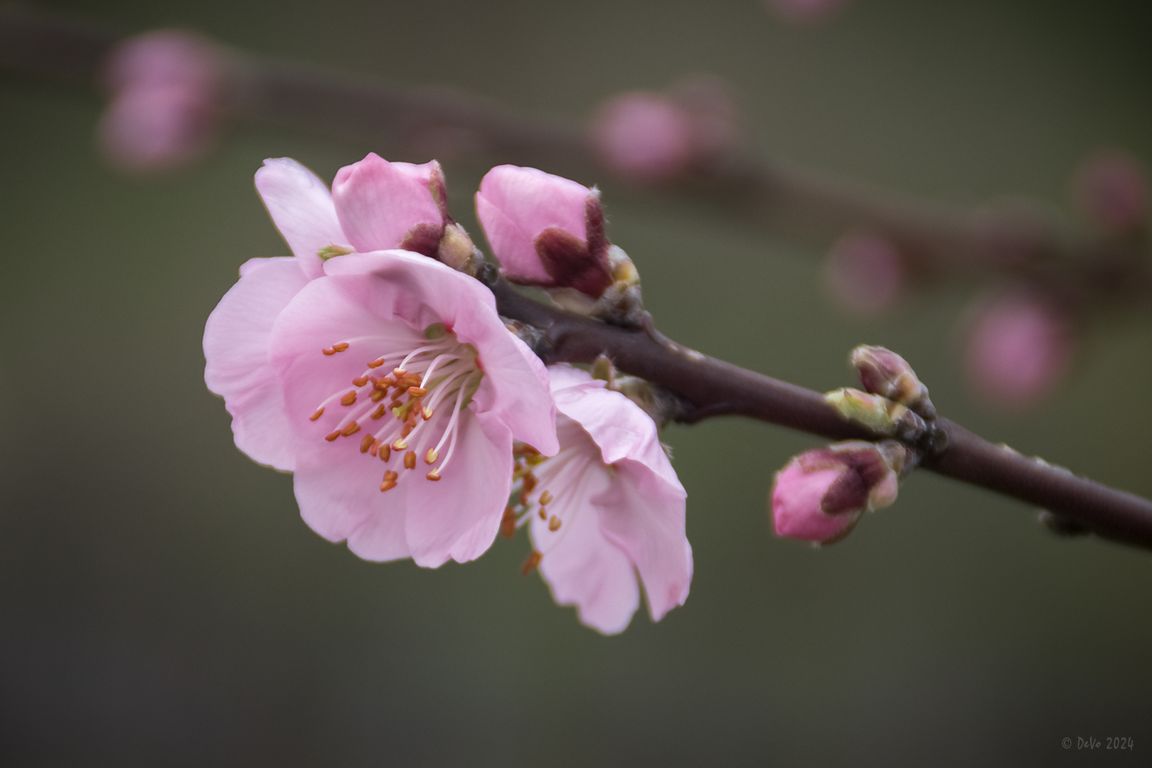 Mandelblüte