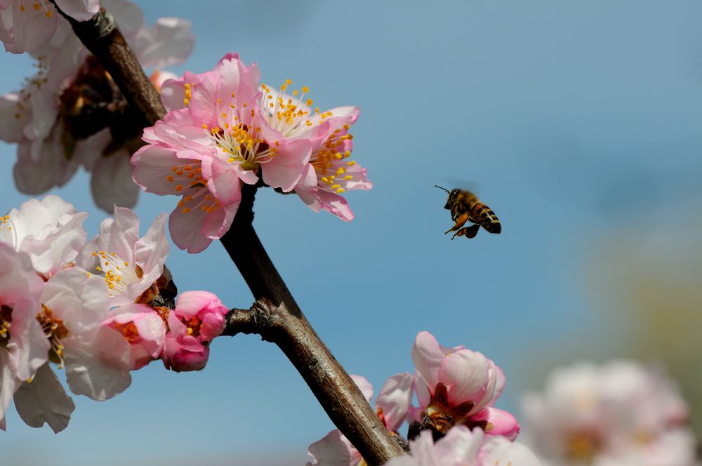 Mandelblüte