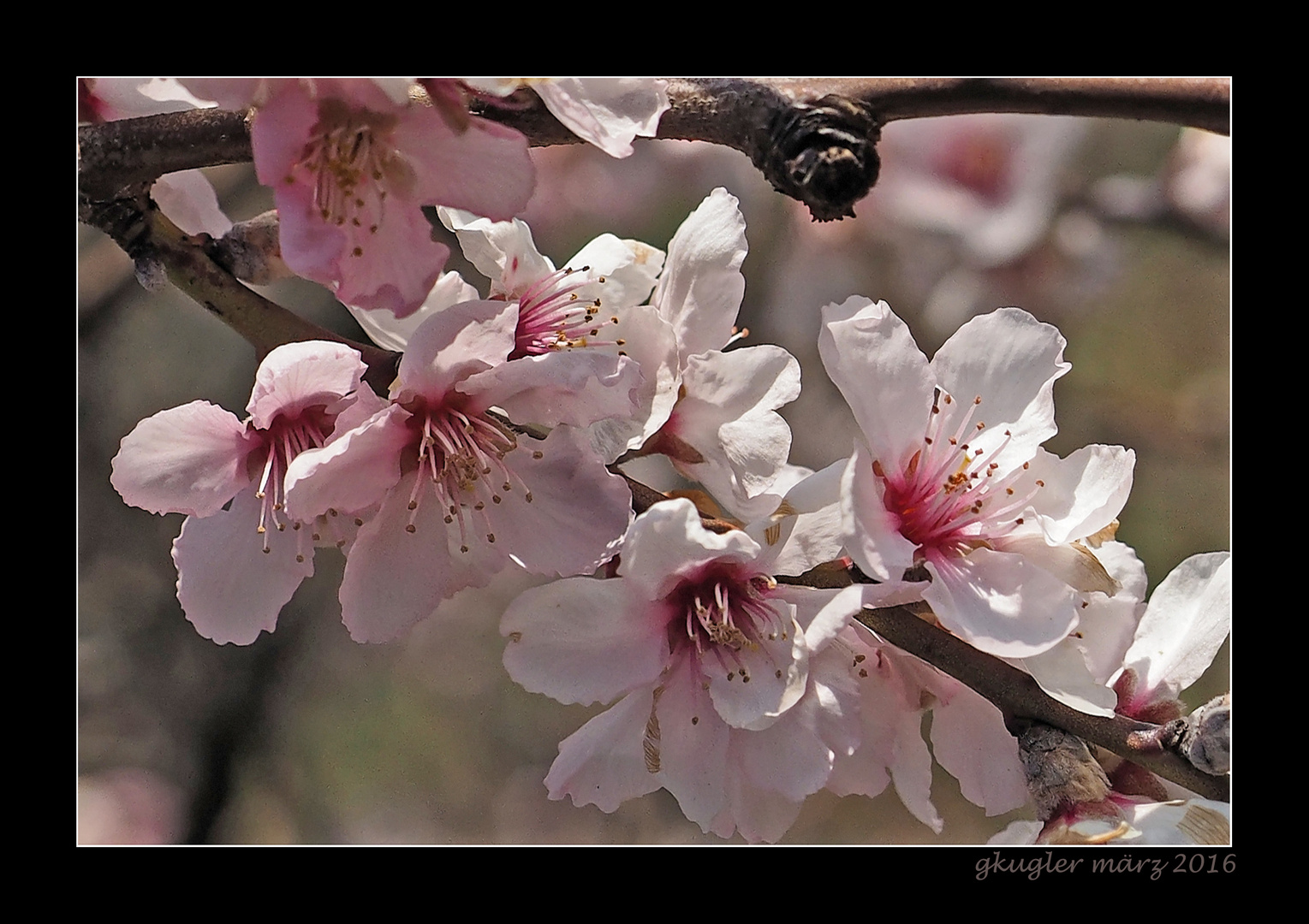 Mandelblüte