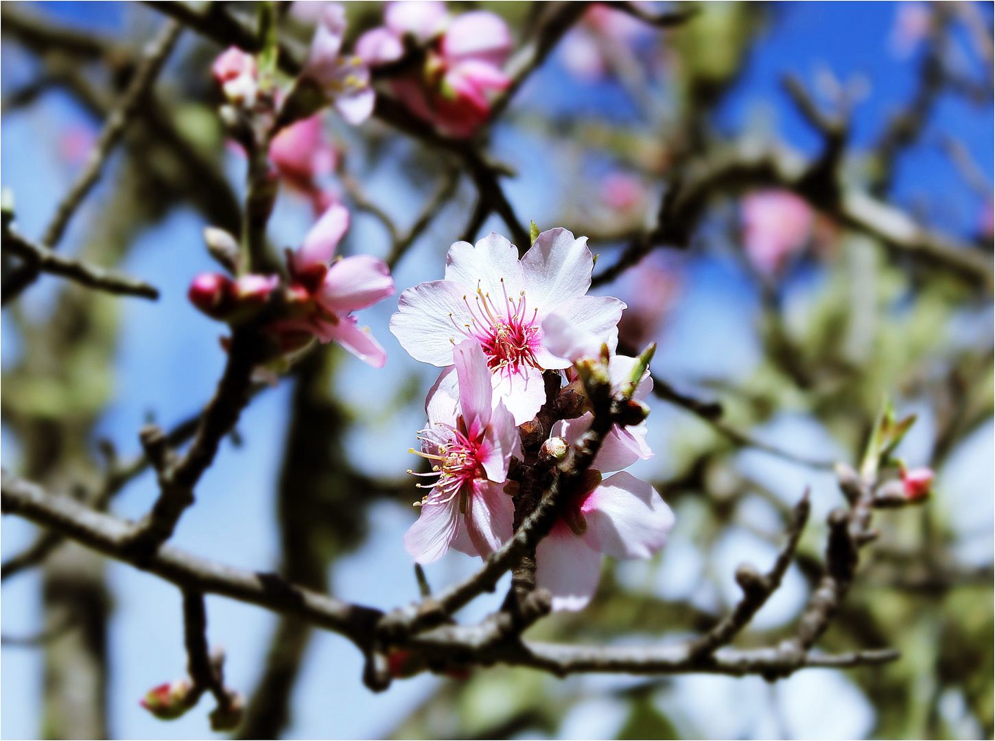 Mandelblüte