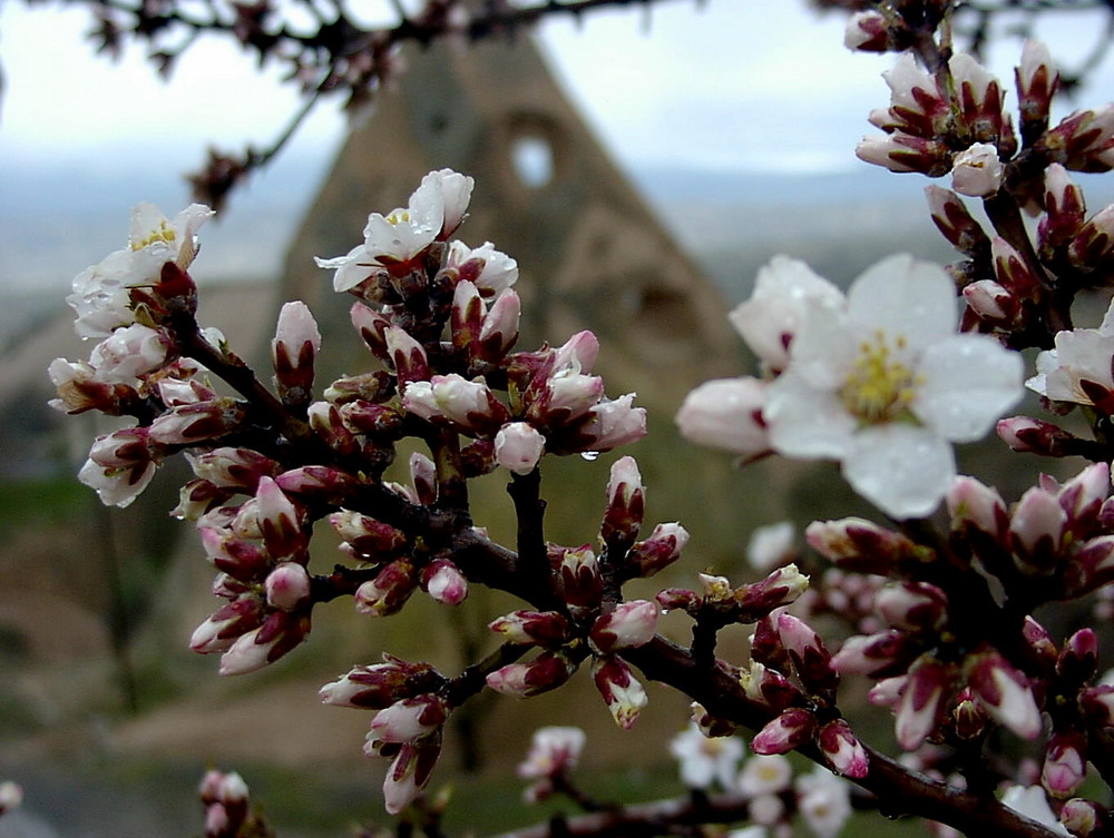 Mandelblüte