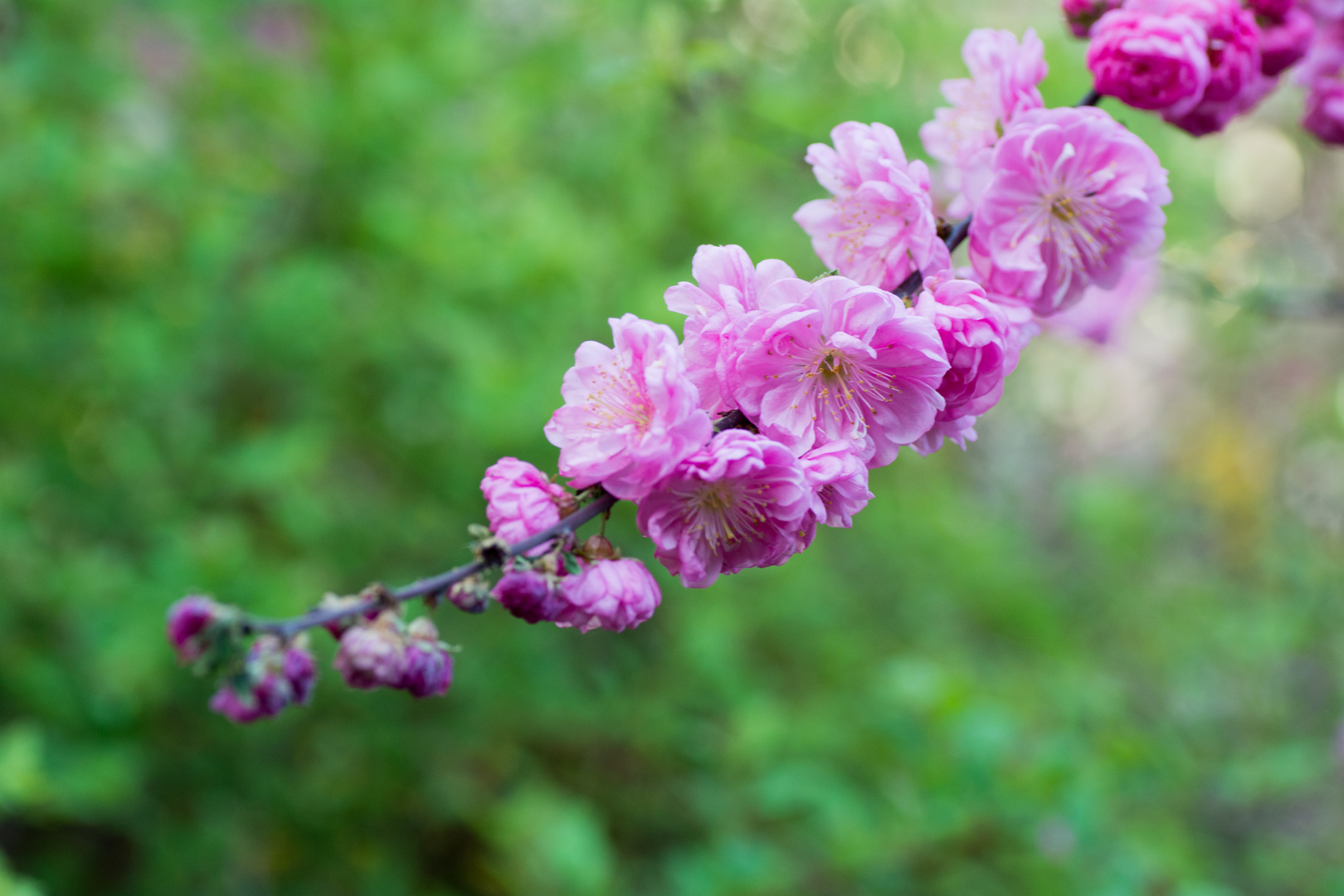 Mandelblüte