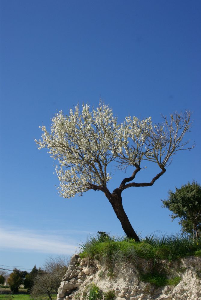 Mandelblüte