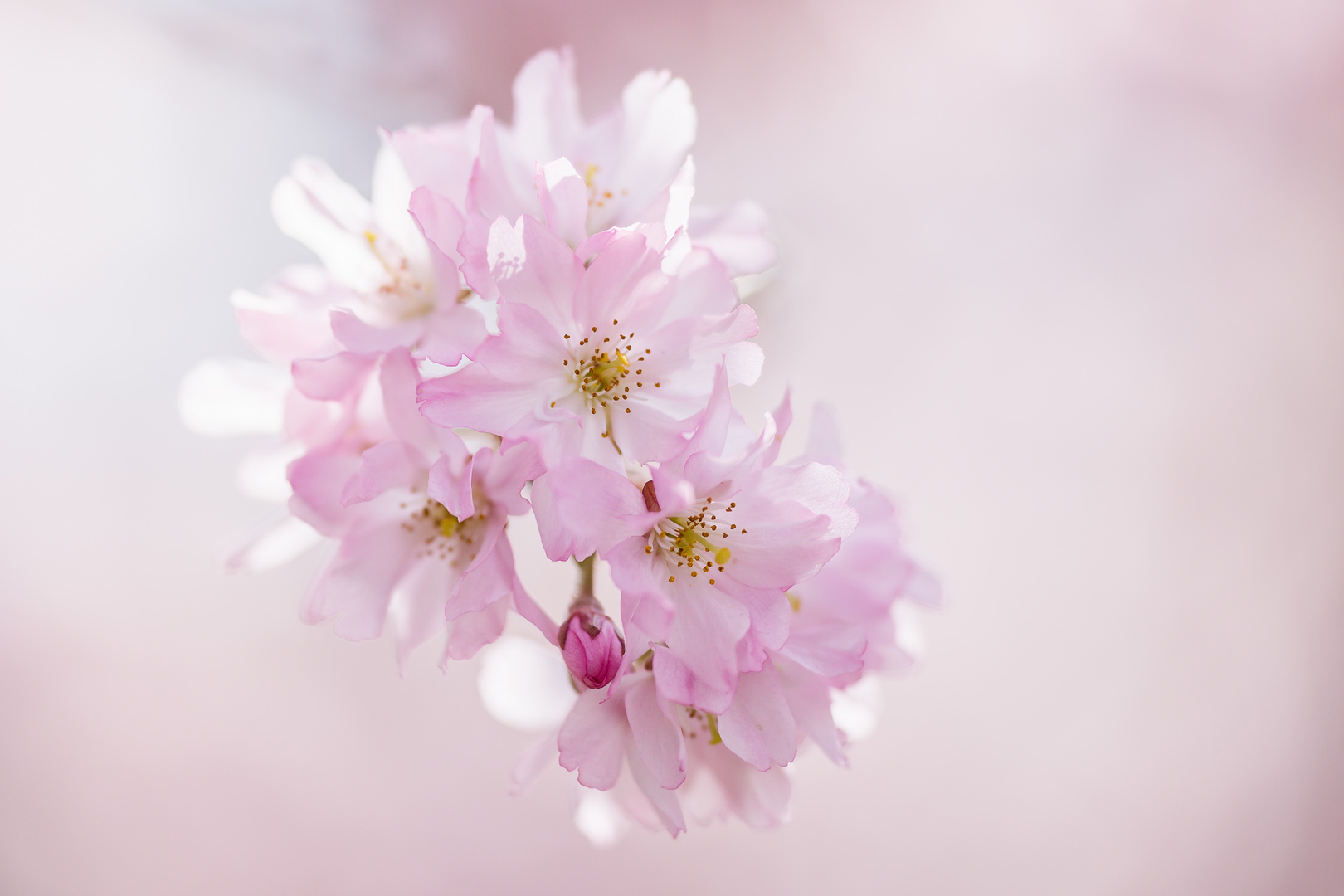 Mandelblüte