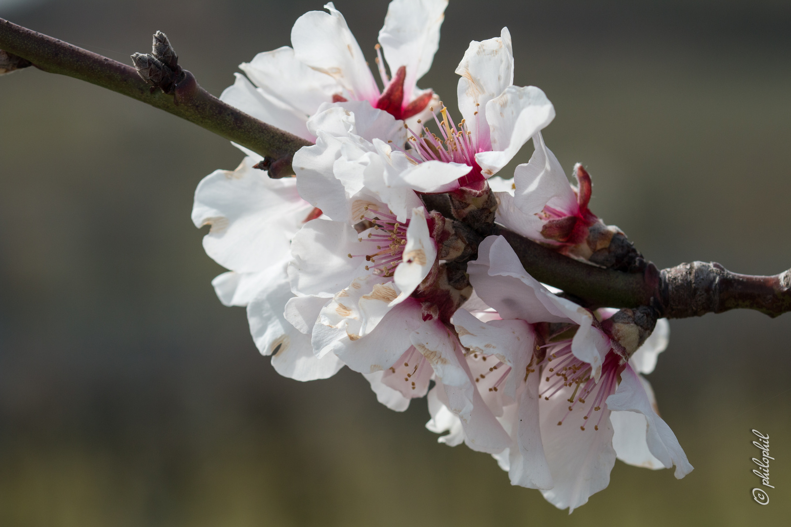 Mandelblüte