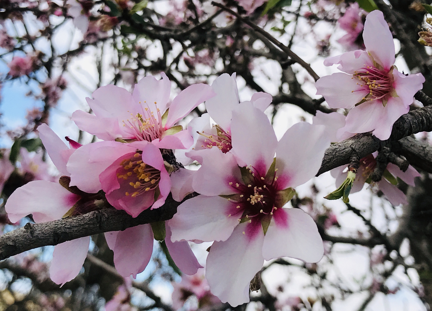 Mandelblüte