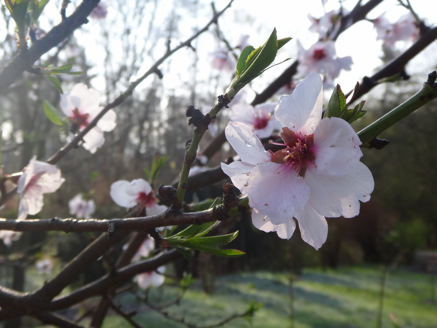 Mandelblüte