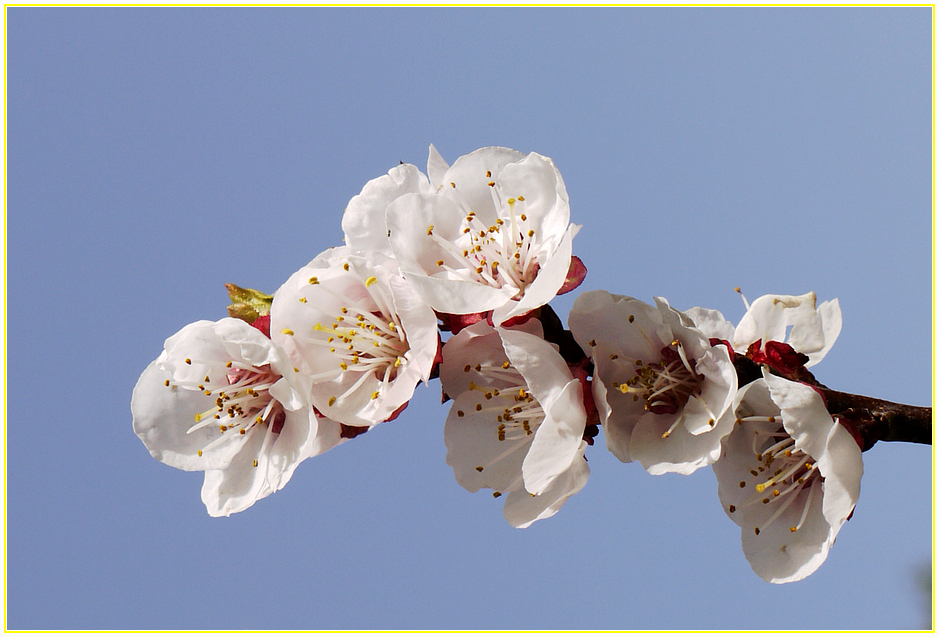 mandelblüte von Martin und Elke (Lagemann-) WENDT 