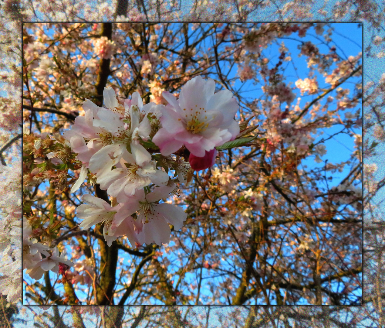 Mandelblüte ...