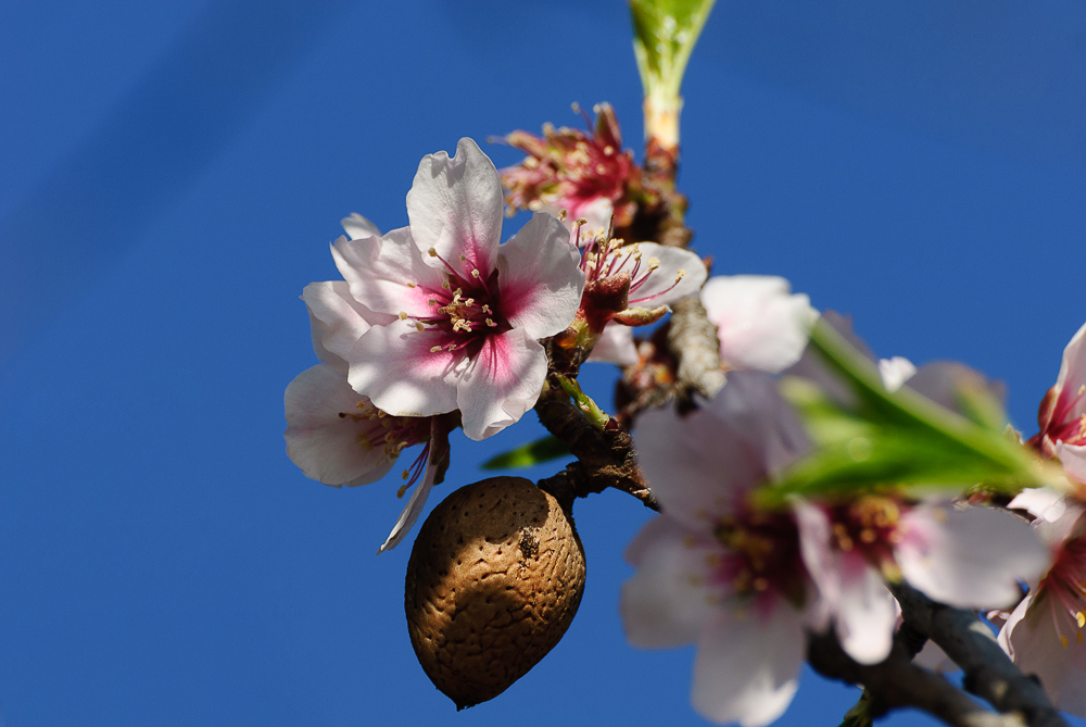 Mandelblüte