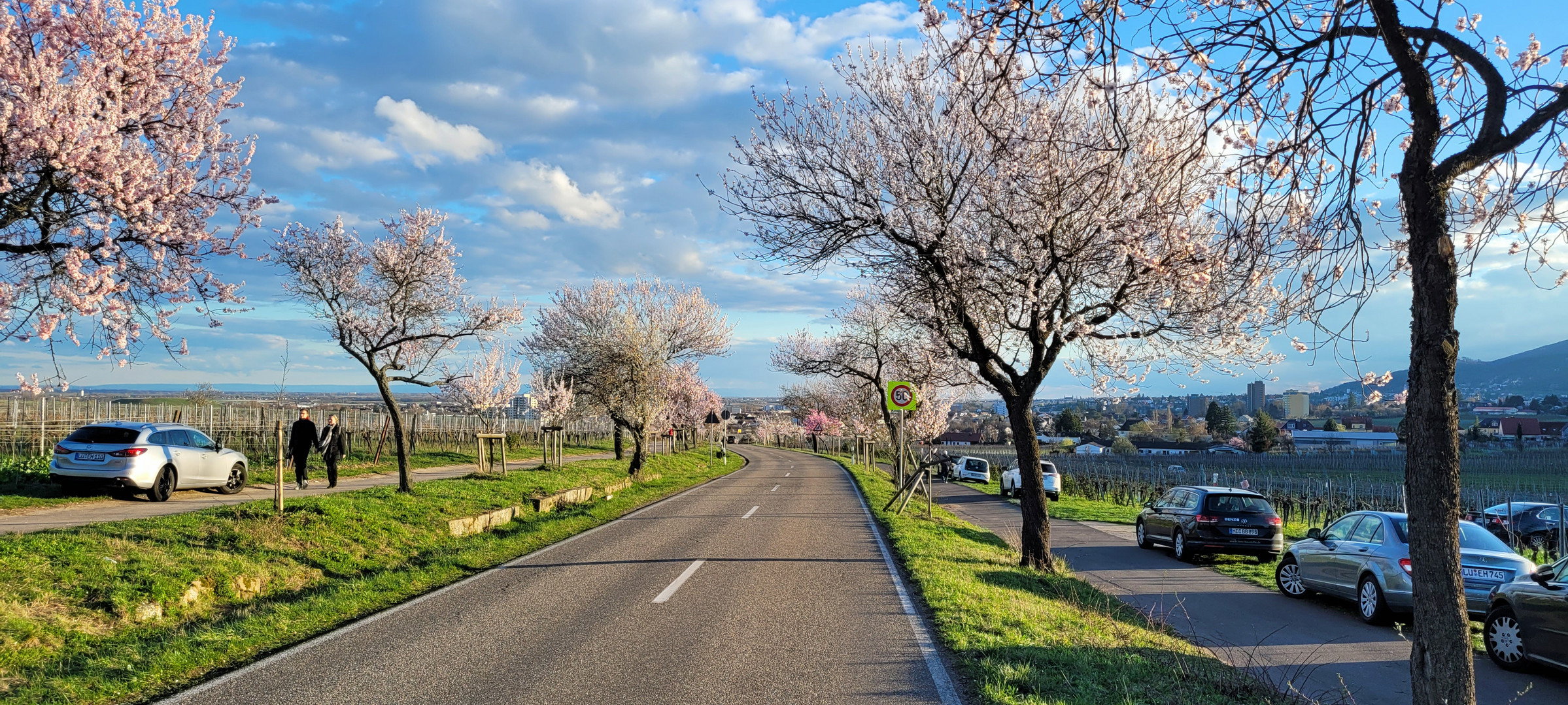 Mandelblüte