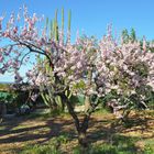 Mandelblüte