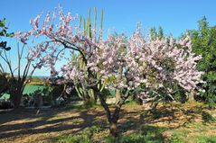 Mandelblüte