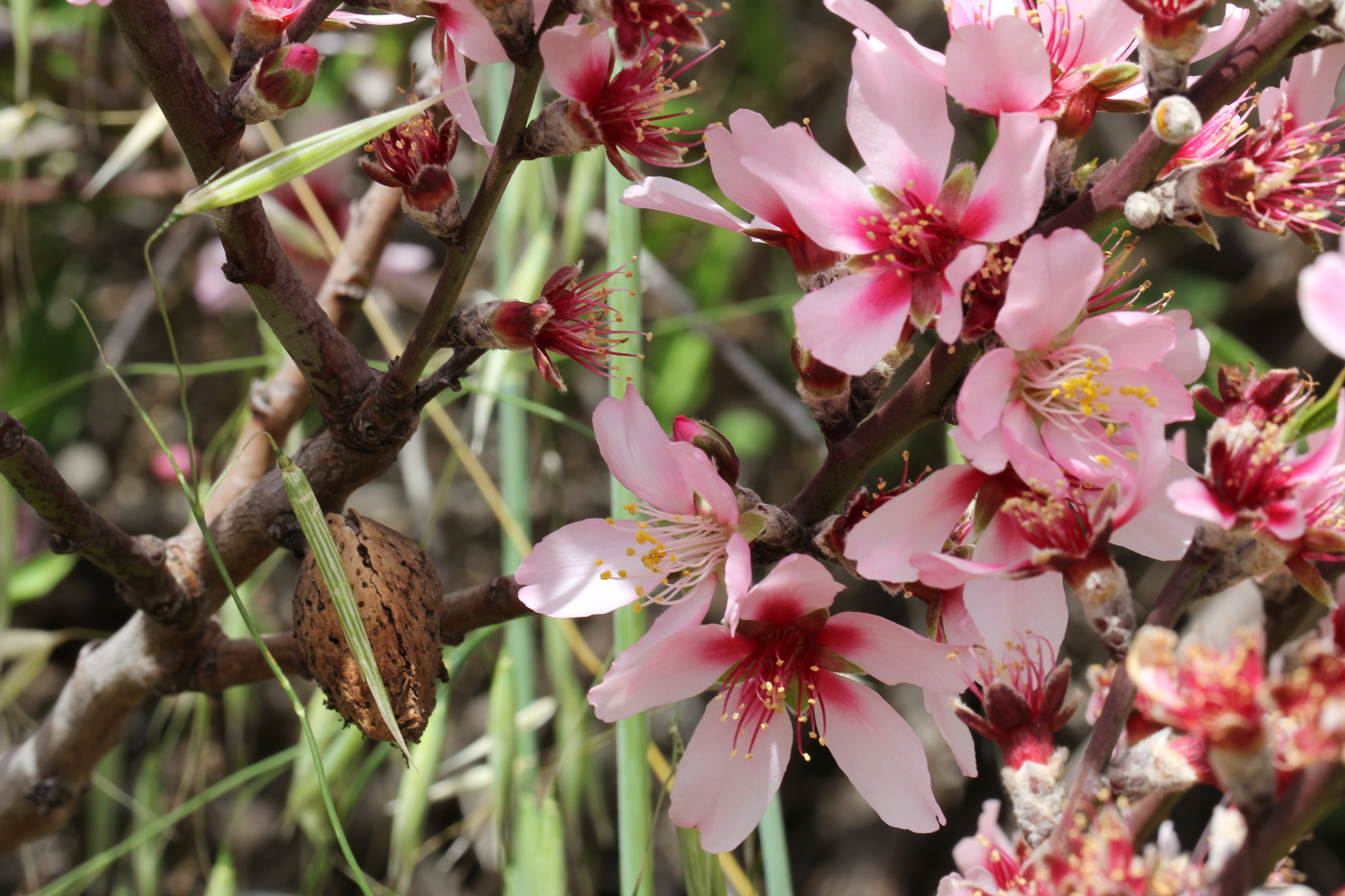 Mandelblüte