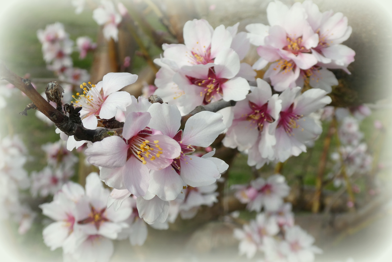 Mandelblüte