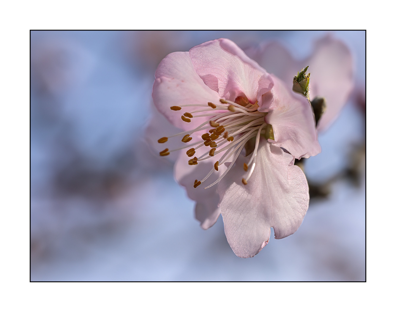 Mandelblüte