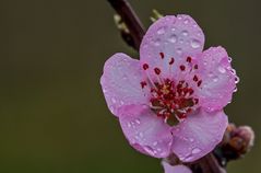 Mandelblüte