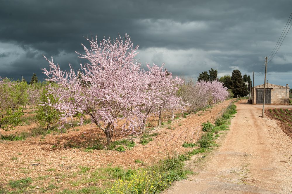 Mandelblüte