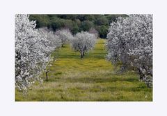 Mandelblüte