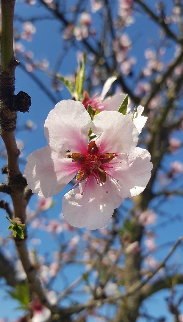 Mandelblüte