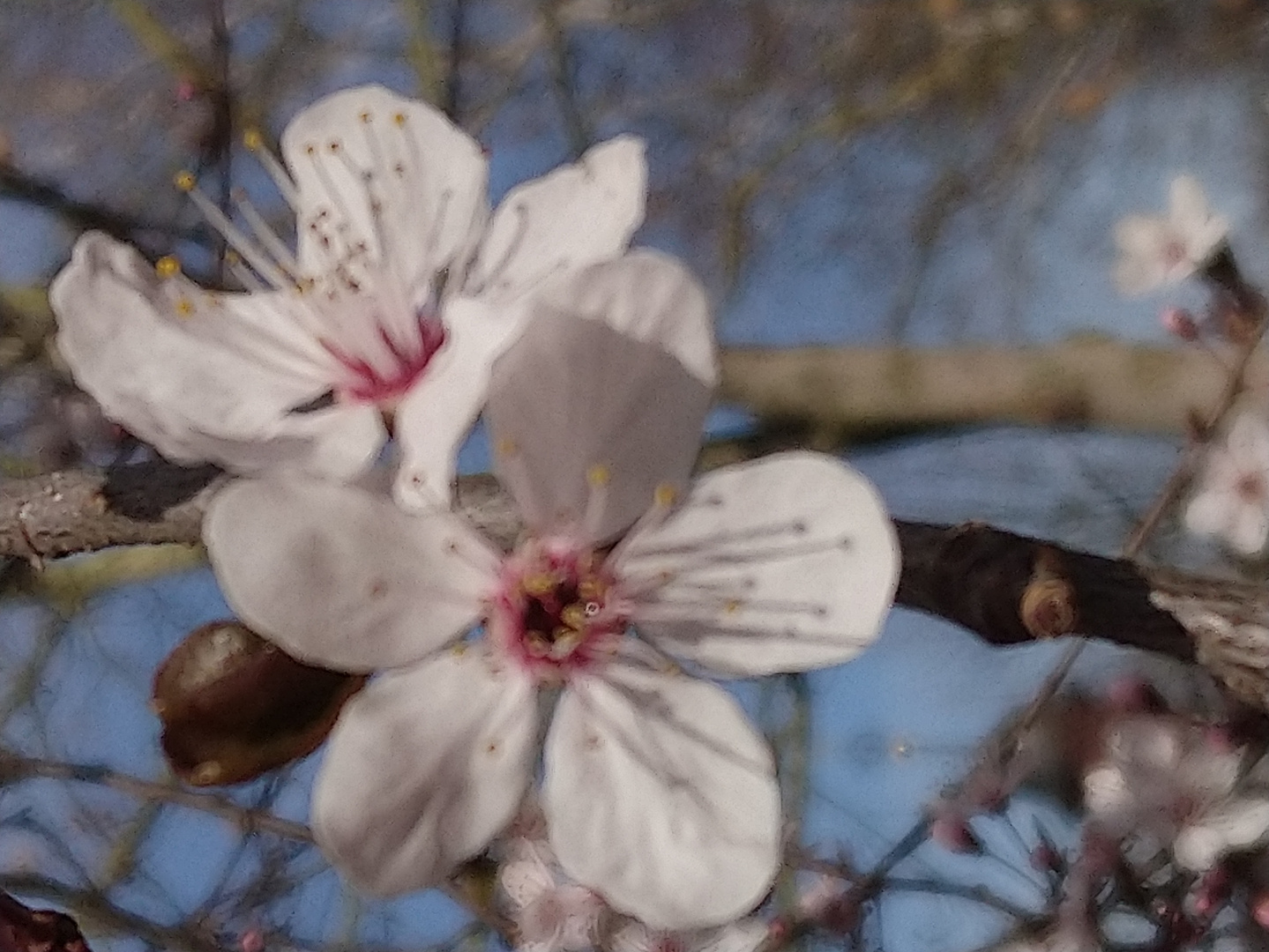 Mandelblüte