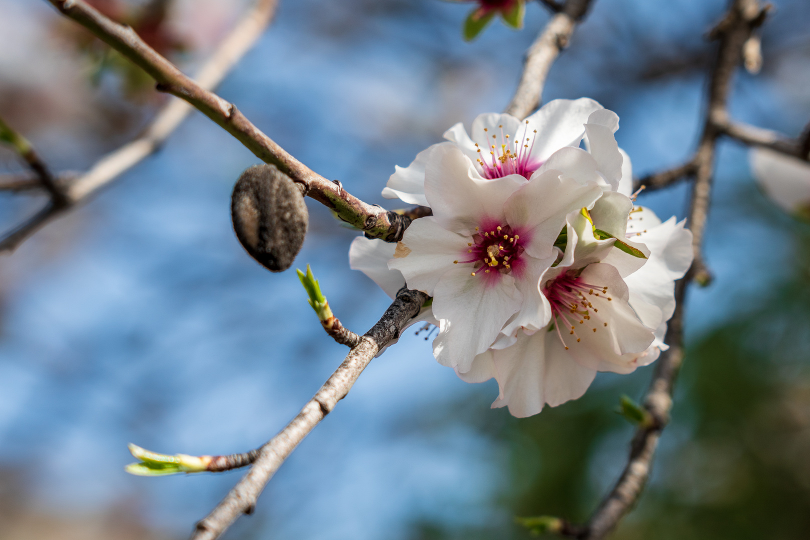 Mandelblüte