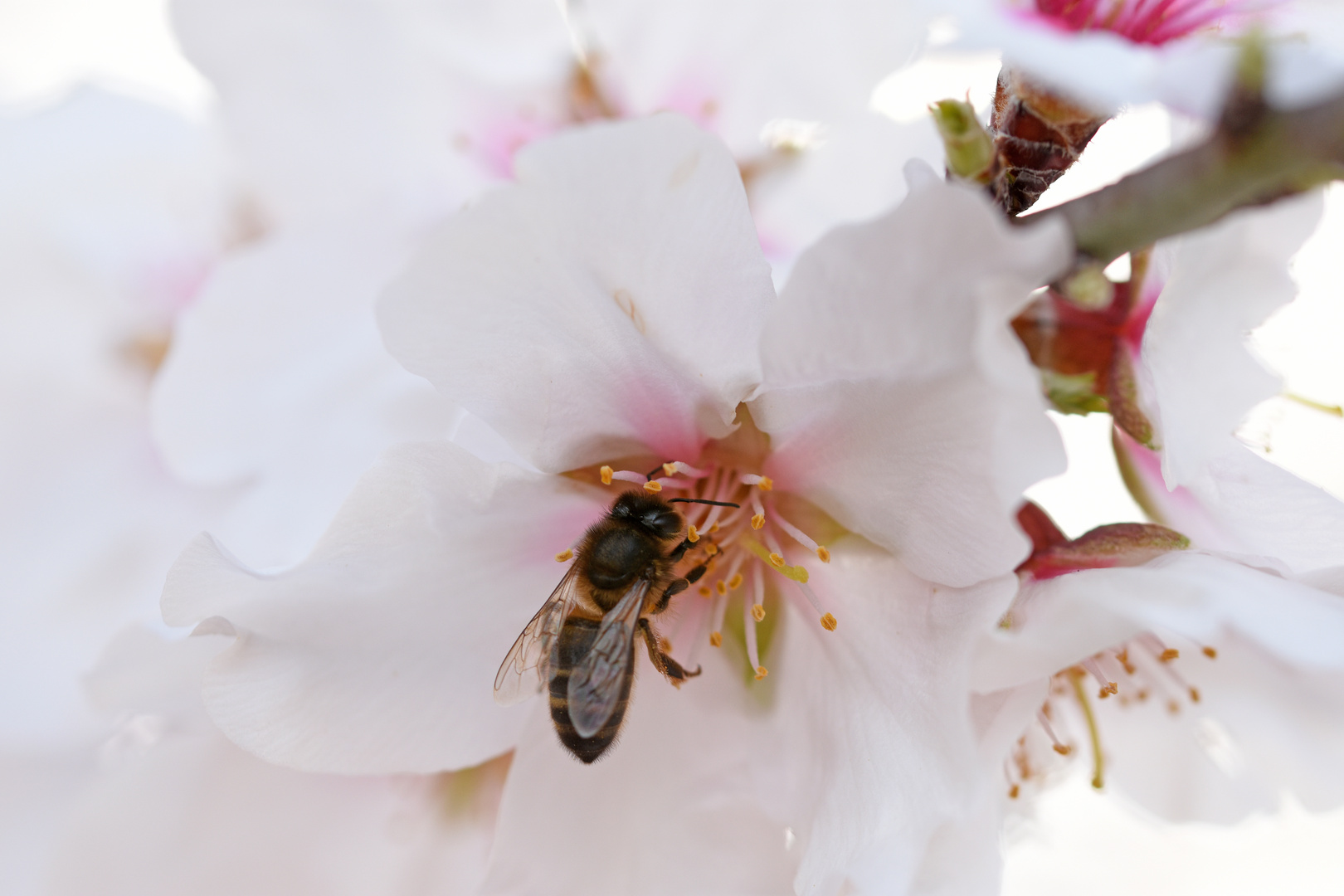 Mandelblüte