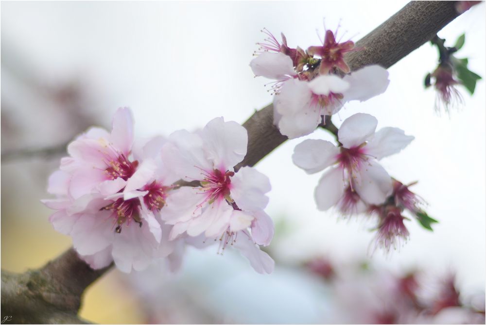 Mandelblüte