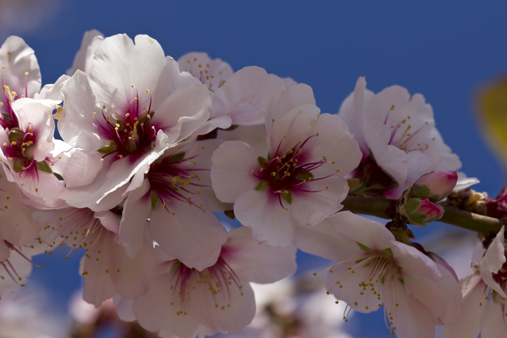 Mandelblüte