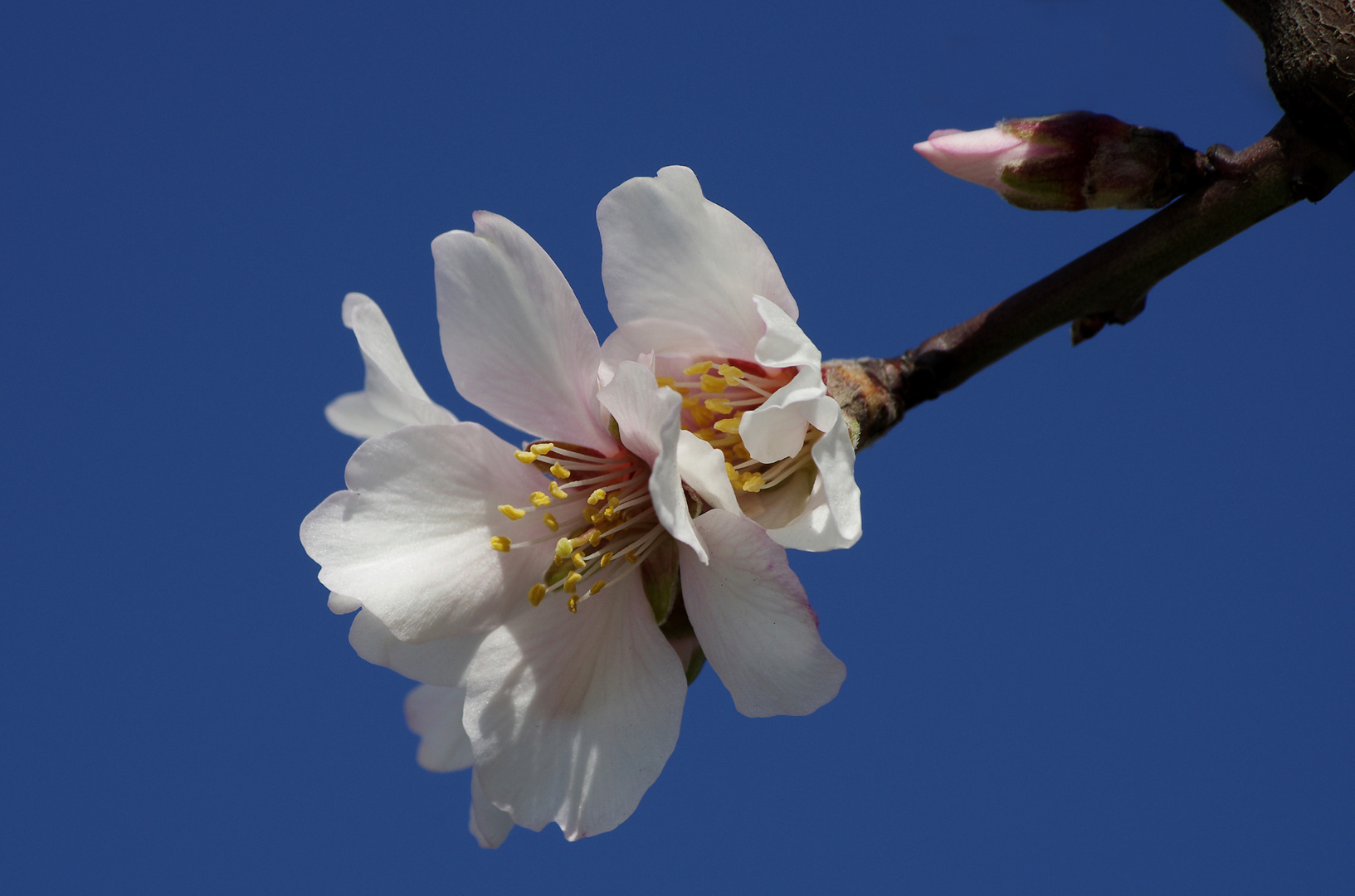 Mandelblüte