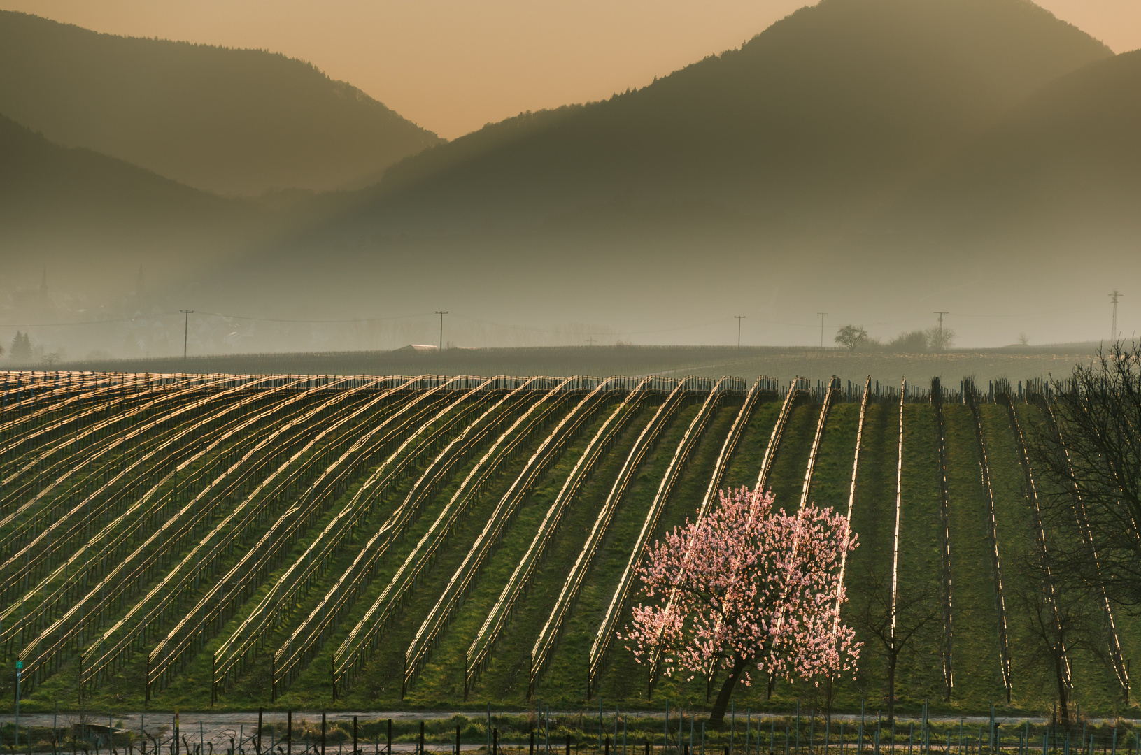 Mandelblüte