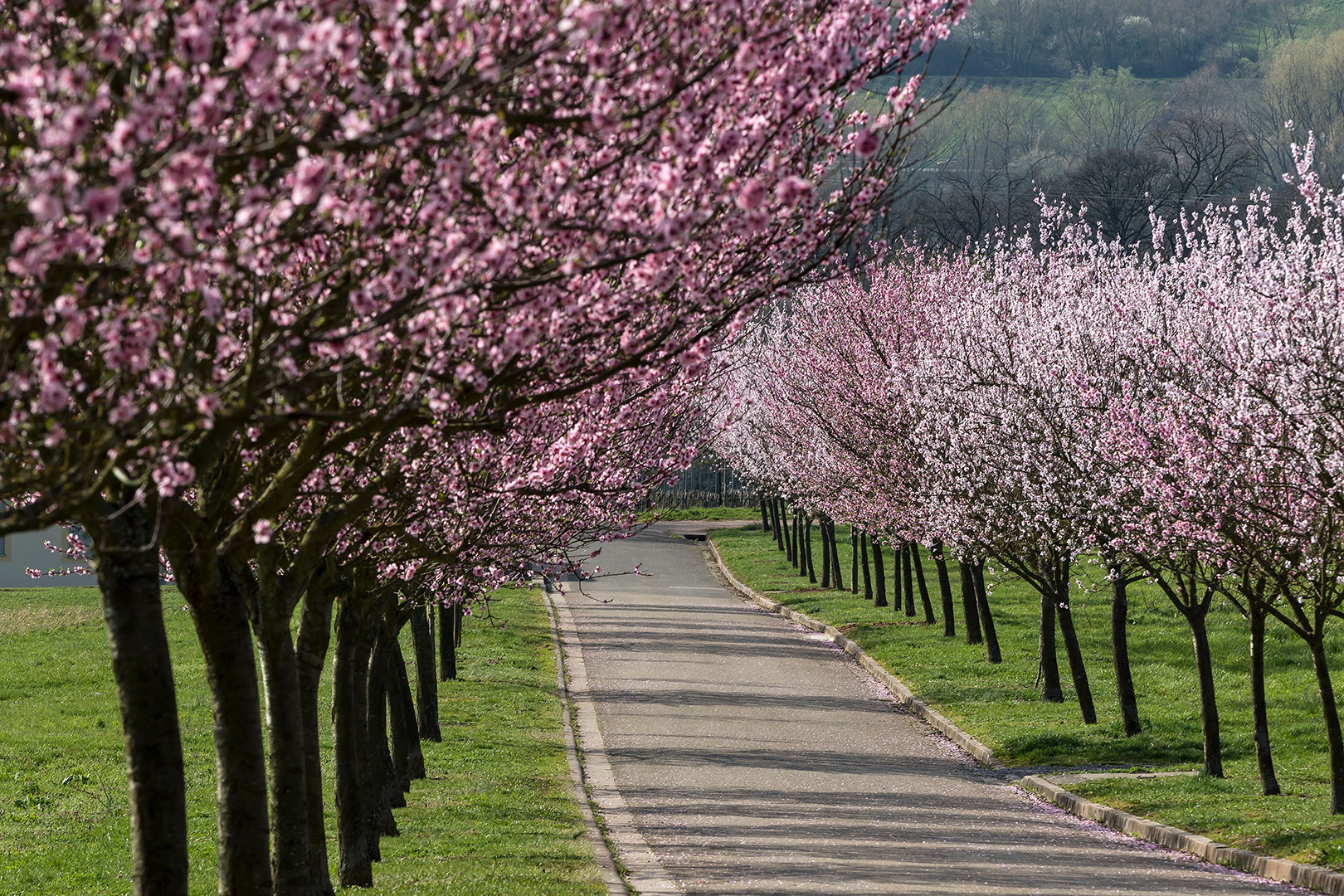 Mandelblüte