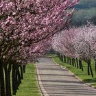 Mandelblüte