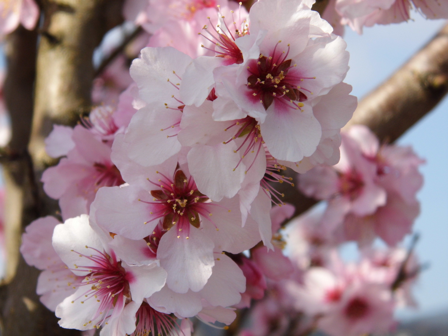 Mandelblüte