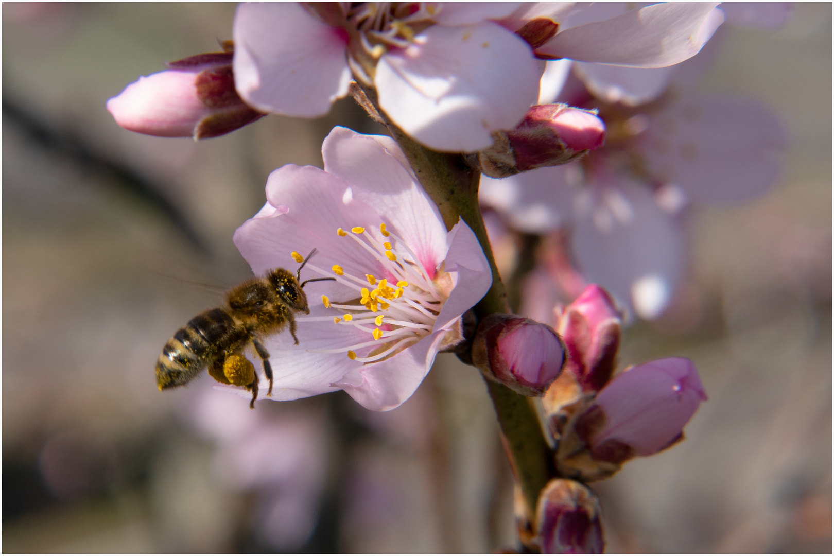 Mandelblüte 