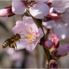 Mandelblüte 