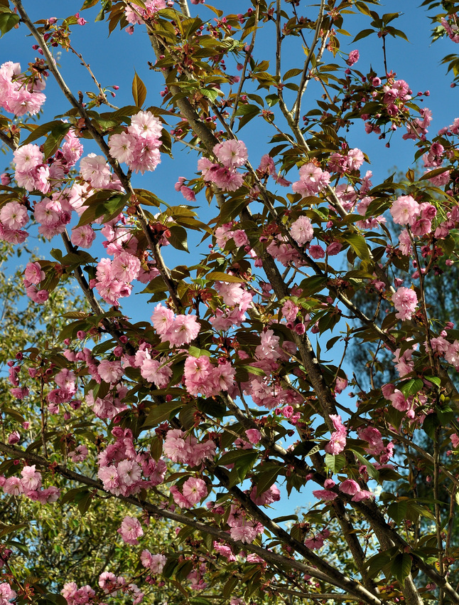 Mandelblüte.........,