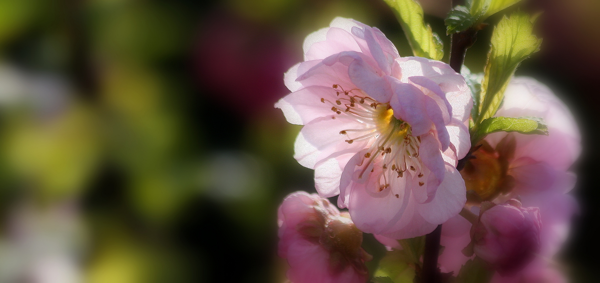 Mandelblüte....