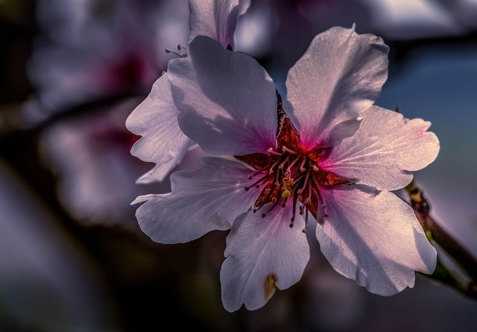 Mandelblüte