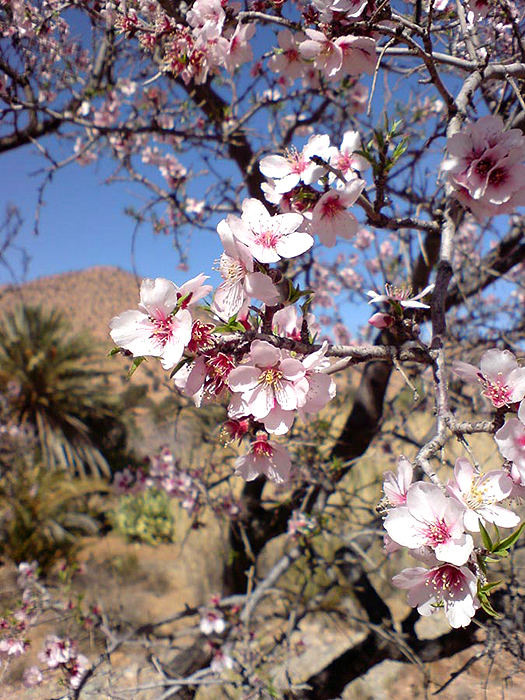 mandelblüte