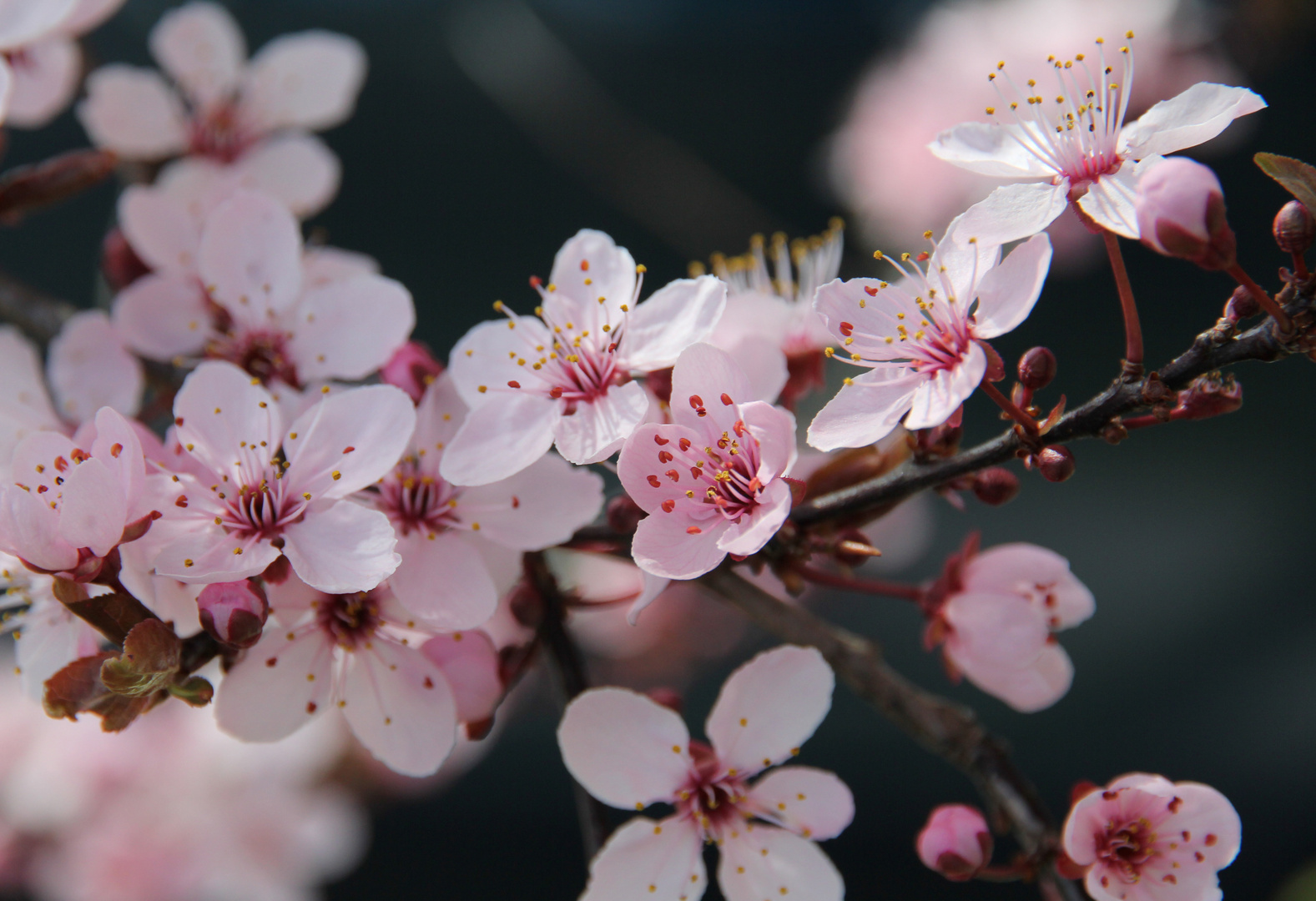 Mandelblüte