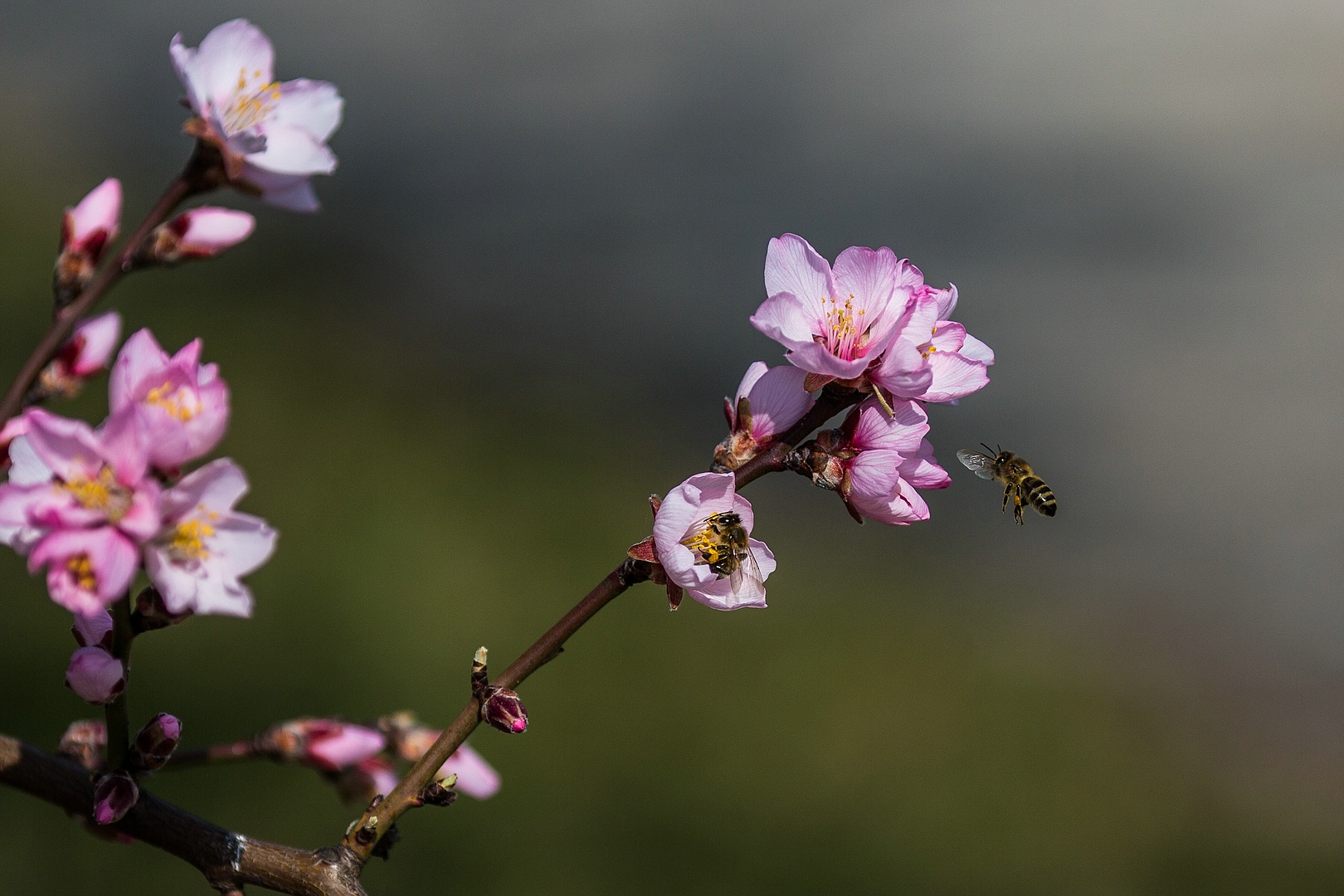 Mandelblüte