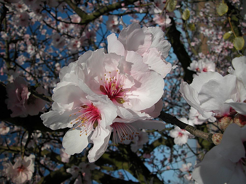 Mandelblüte