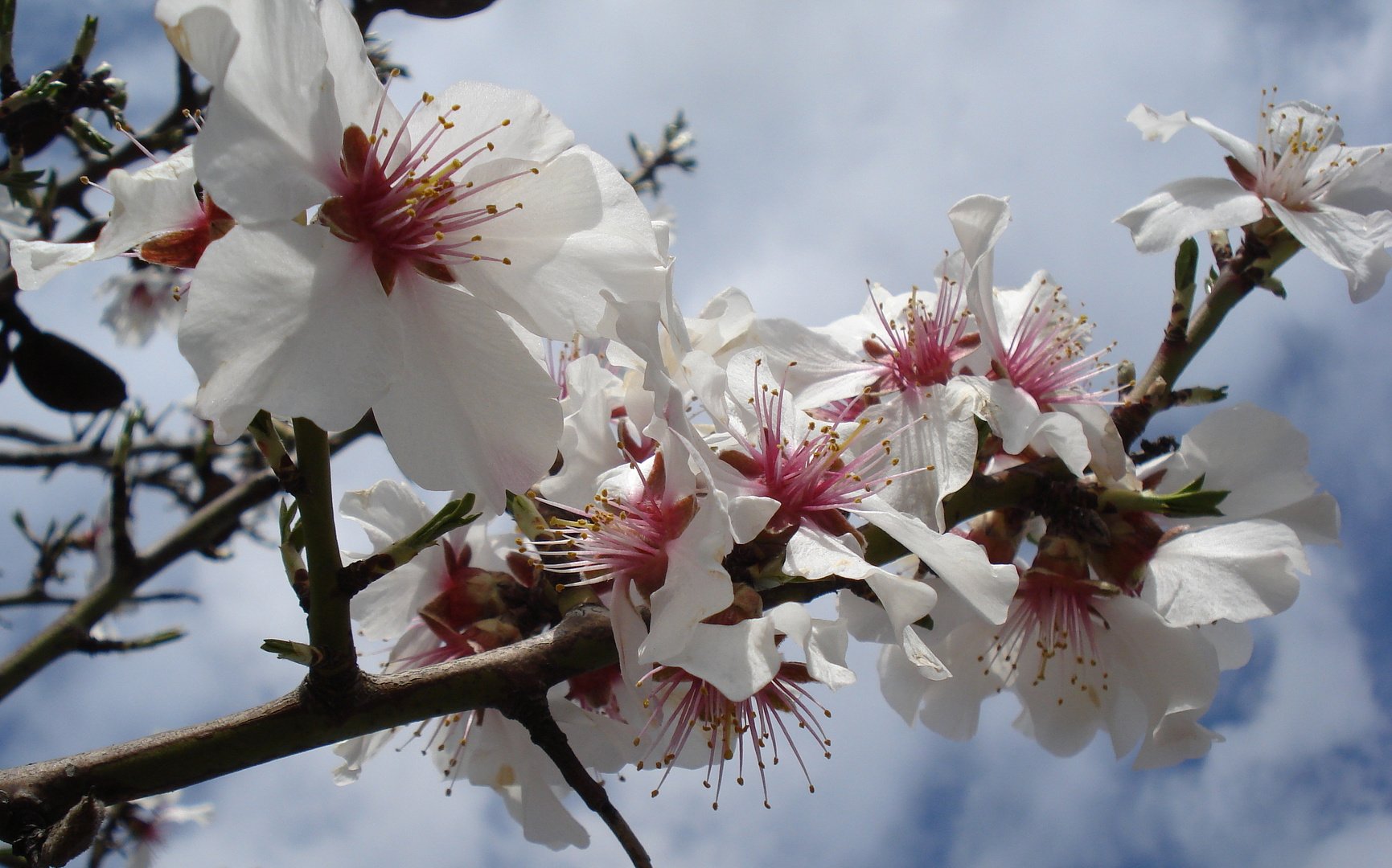 Mandelblüte