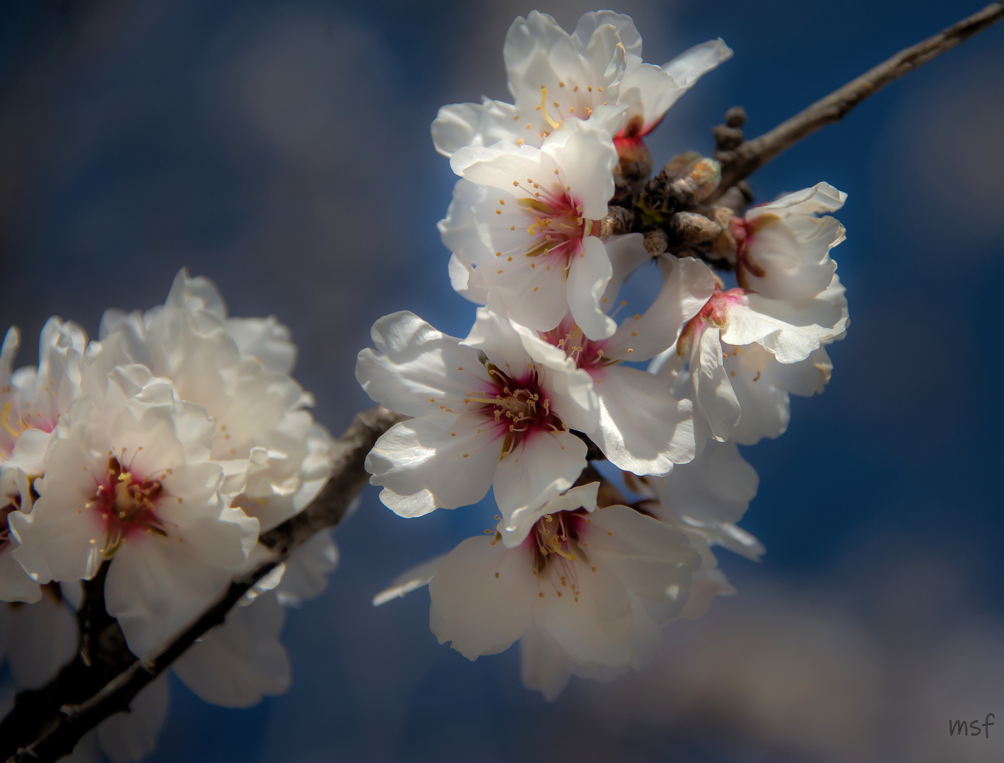 Mandelblüte 